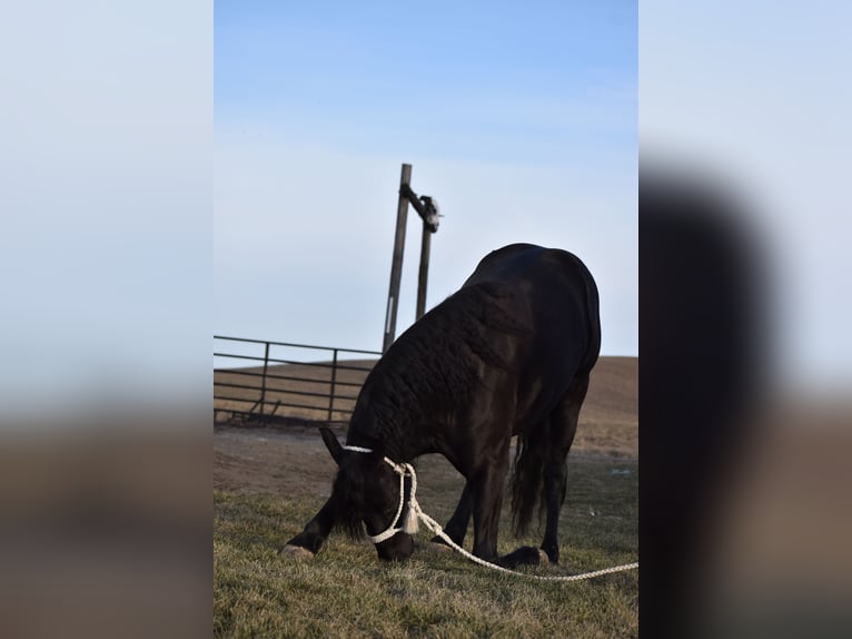 Friesian horses Mix Gelding 4 years 15 hh Black in Baltic, OH