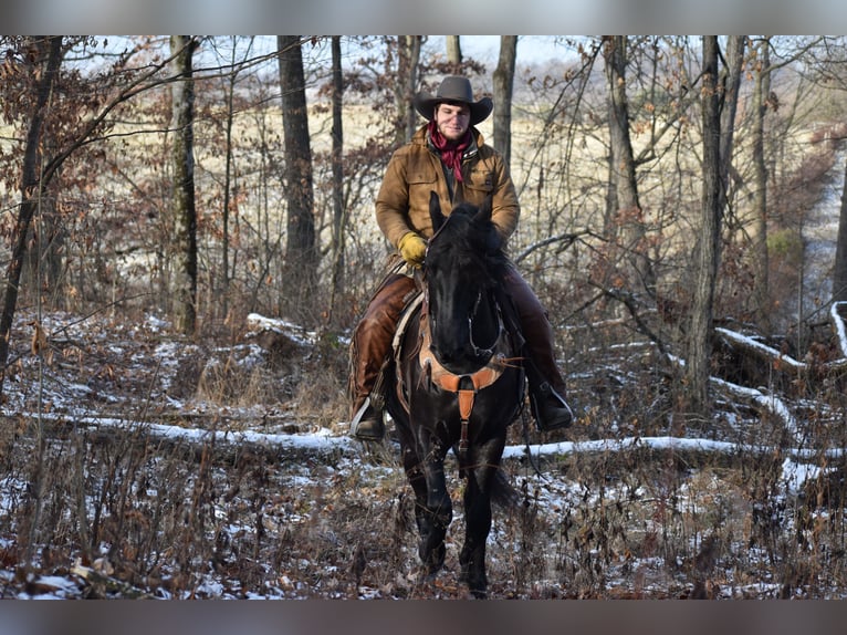 Friesian horses Mix Gelding 4 years 15 hh Black in Baltic, OH