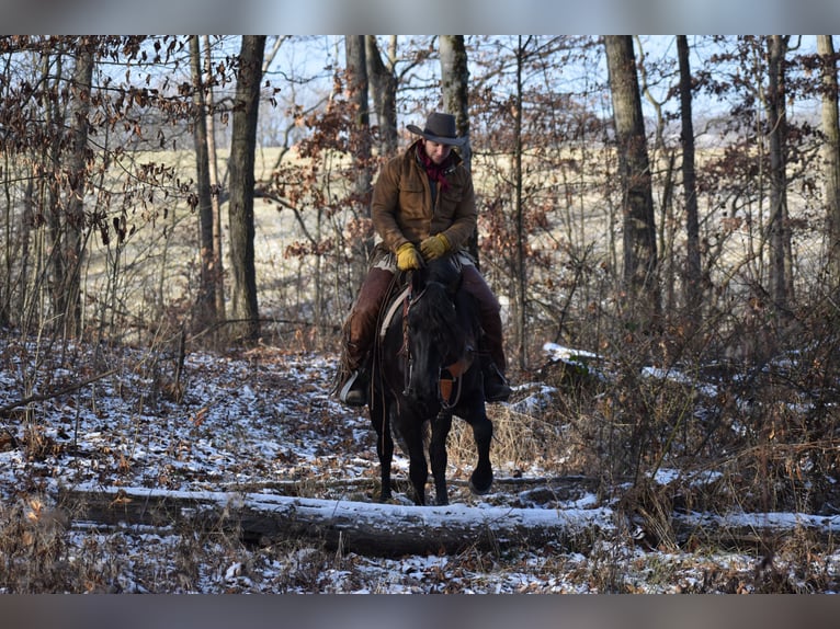 Friesian horses Mix Gelding 4 years 15 hh Black in Baltic, OH