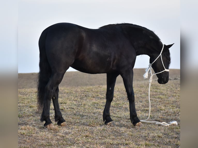 Friesian horses Mix Gelding 4 years 15 hh Black in Baltic, OH