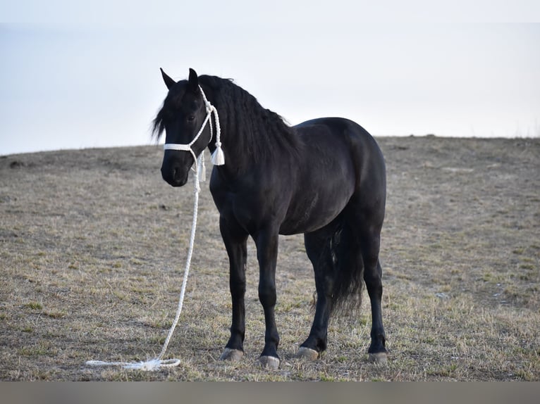 Friesian horses Mix Gelding 4 years 15 hh Black in Baltic, OH