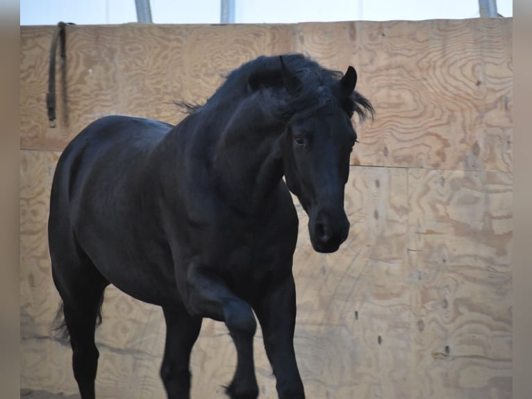 Friesian horses Mix Gelding 4 years 15 hh Black in Baltic, OH