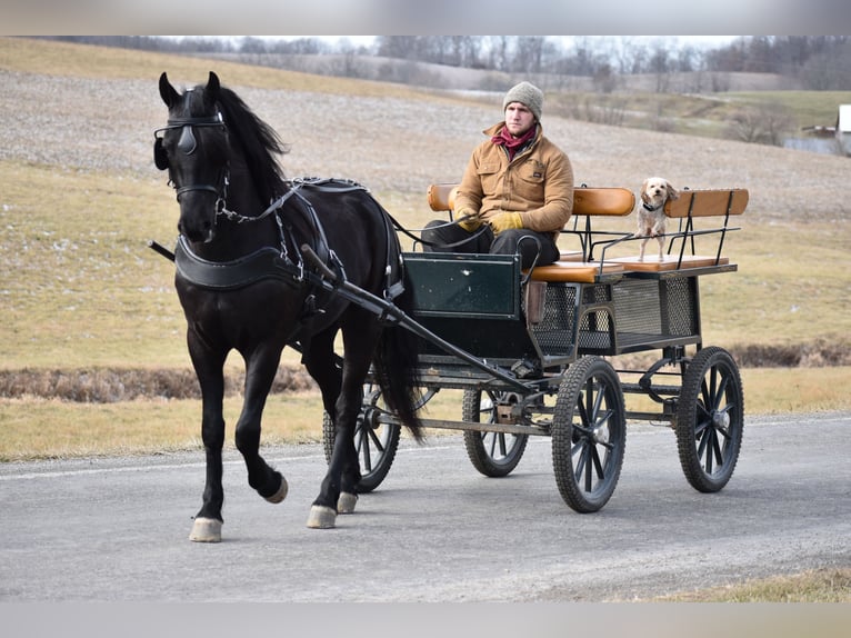 Friesian horses Mix Gelding 4 years 15 hh Black in Baltic, OH