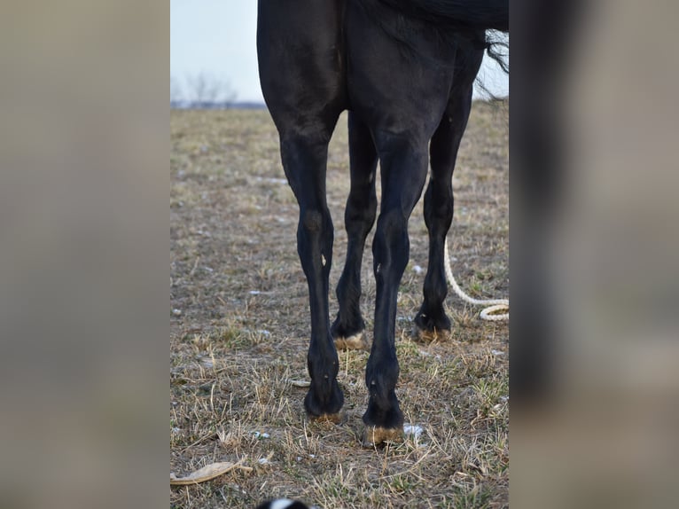 Friesian horses Mix Gelding 4 years 15 hh Black in Baltic, OH