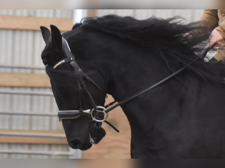 Friesian horses Mix Gelding 4 years 15 hh Black in Baltic, OH