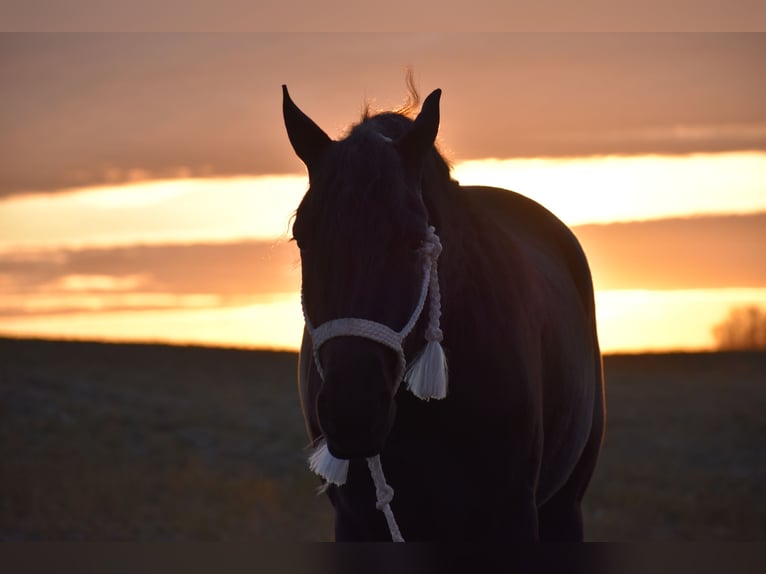 Friesian horses Mix Gelding 4 years 15 hh Black in Baltic, OH