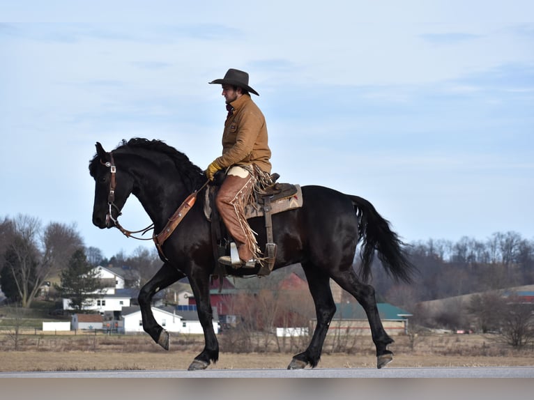 Friesian horses Mix Gelding 4 years 15 hh Black in Baltic, OH