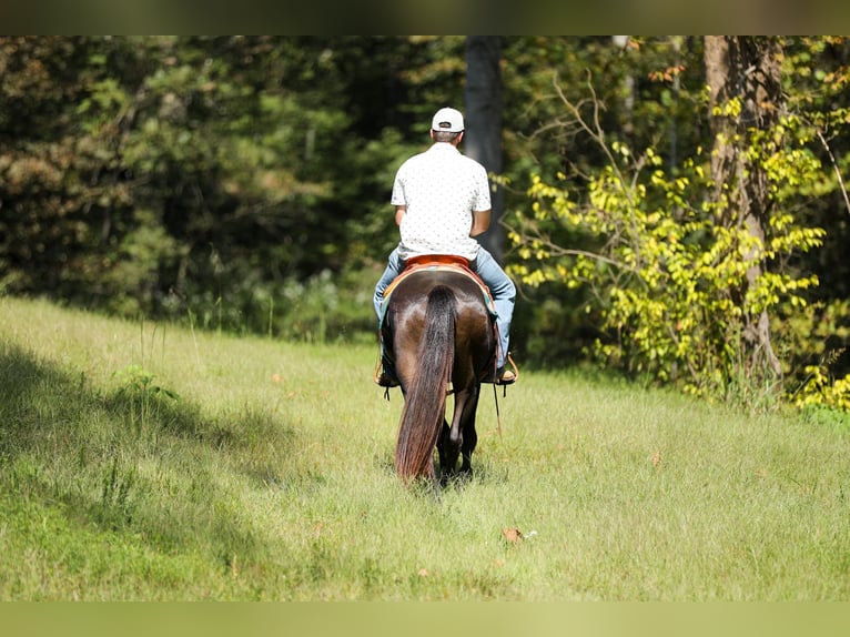 Friesian horses Gelding 4 years 15 hh Black in Santa Fe