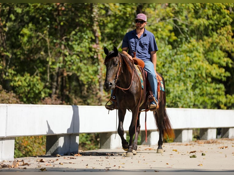 Friesian horses Gelding 4 years 15 hh Black in Santa Fe