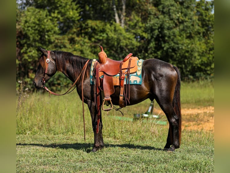 Friesian horses Gelding 4 years 15 hh Black in Santa Fe
