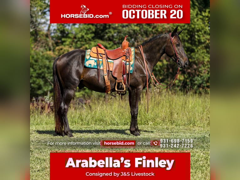 Friesian horses Gelding 4 years 15 hh Black in Santa Fe