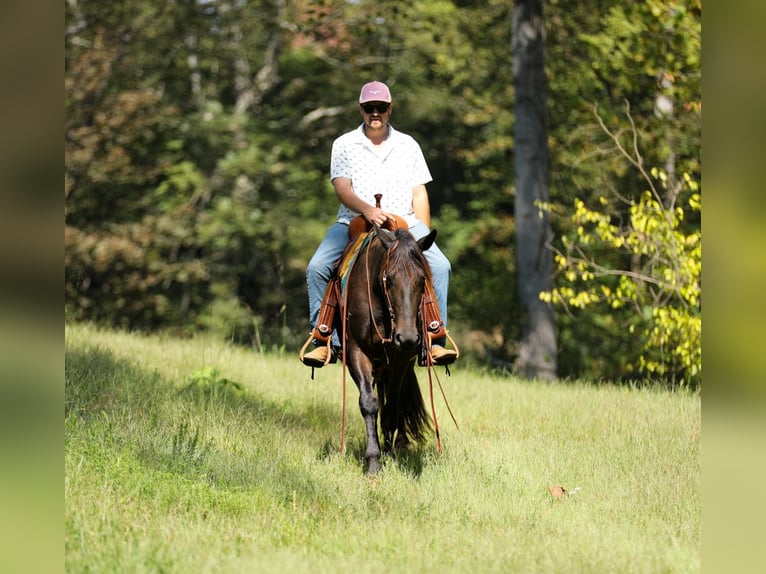Friesian horses Gelding 4 years 15 hh Black in Santa Fe