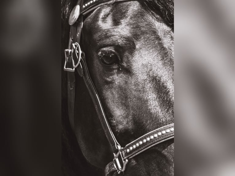 Friesian horses Mix Gelding 4 years 15,1 hh Black in North Ridgeville, OH