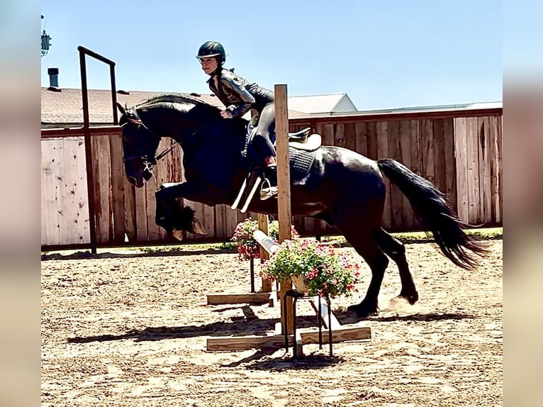 Friesian horses Mix Gelding 4 years 15,1 hh Black in Weatherford, TX