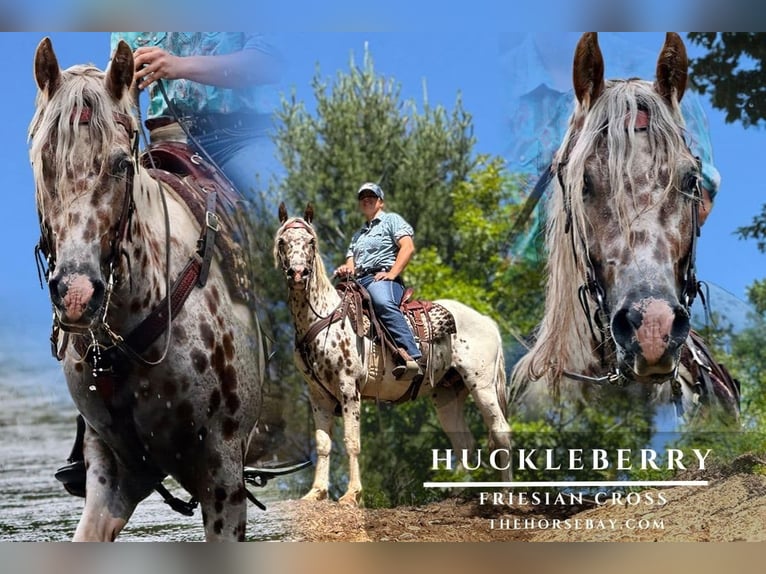 Friesian horses Mix Gelding 4 years 15,2 hh Bay in Hesperia, MI