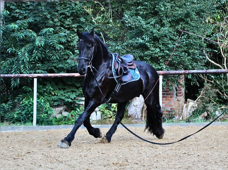 Friesian horses Gelding 4 years 15,2 hh Black in Gnarrenburg