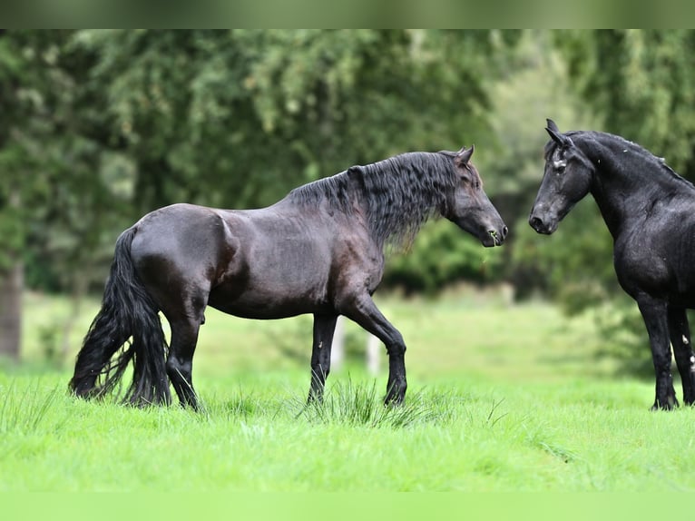 Friesian horses Gelding 4 years 15,2 hh Black in Gnarrenburg