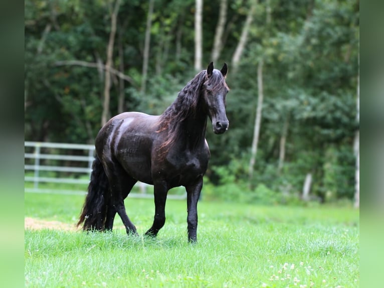 Friesian horses Gelding 4 years 15,2 hh Black in Gnarrenburg