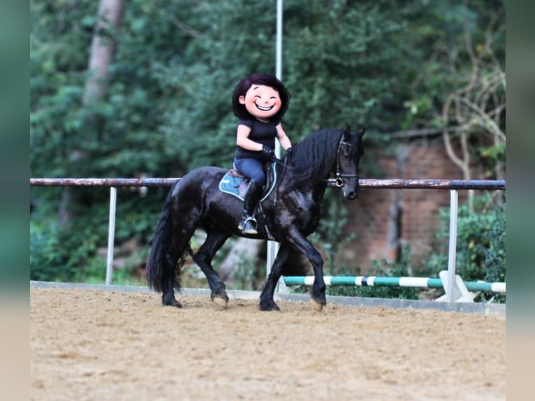 Friesian horses Gelding 4 years 15,2 hh Black in Gnarrenburg