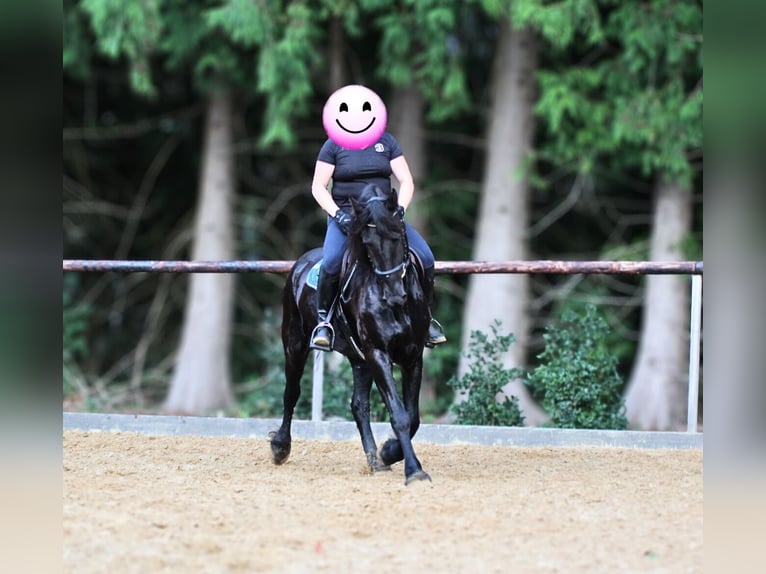 Friesian horses Gelding 4 years 15,2 hh Black in Gnarrenburg