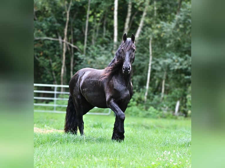 Friesian horses Gelding 4 years 15,2 hh Black in Gnarrenburg