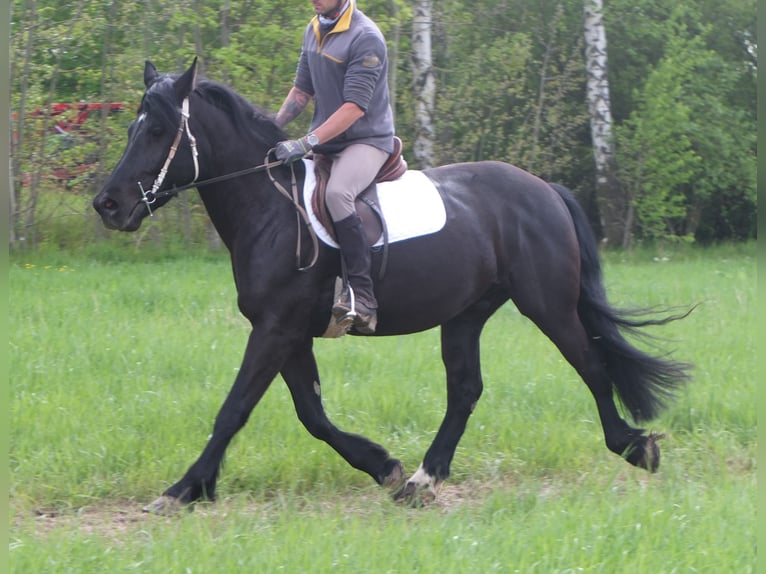 Friesian horses Mix Gelding 4 years 15,2 hh Black in Buttstädt