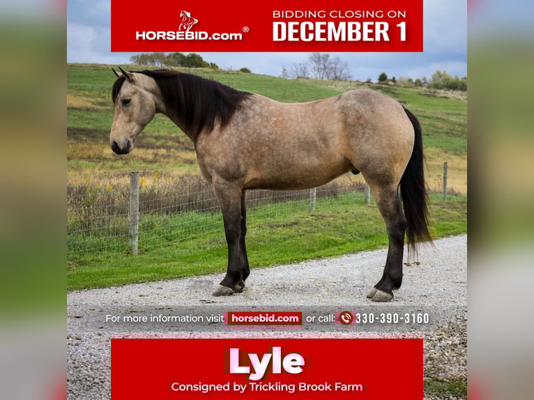 Friesian horses Mix Gelding 4 years 15,2 hh Buckskin in Sugarcreek