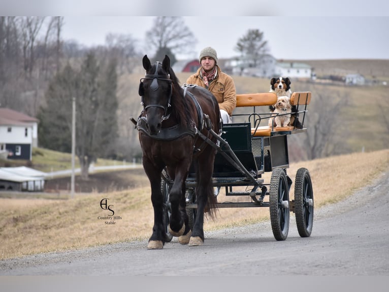 Friesian horses Mix Gelding 4 years 15,3 hh Black in Baltic, OH