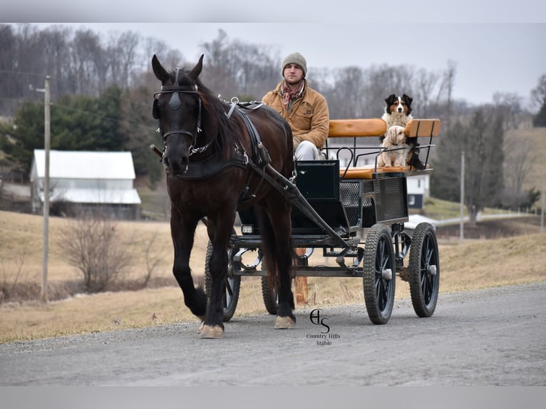 Friesian horses Mix Gelding 4 years 15,3 hh Black in Baltic, OH