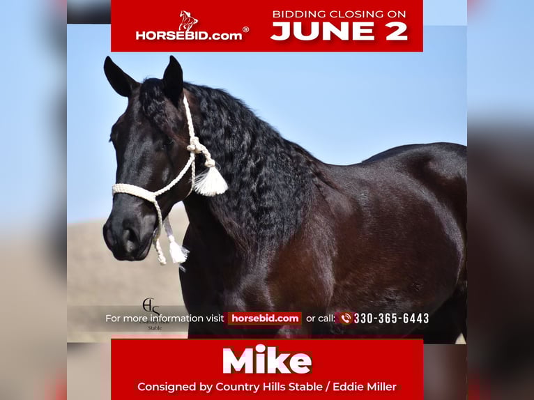 Friesian horses Mix Gelding 4 years 15,3 hh Black in Baltic, OH