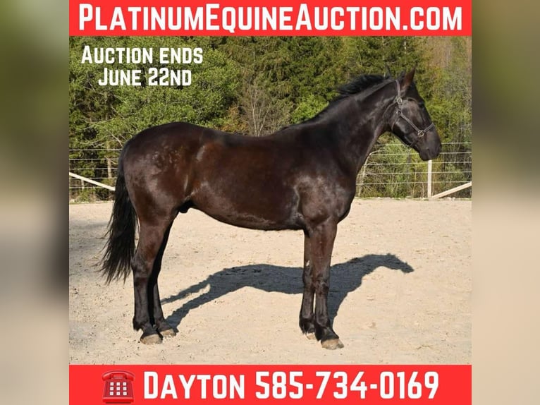 Friesian horses Gelding 4 years 15,3 hh Black in Warsaw KY