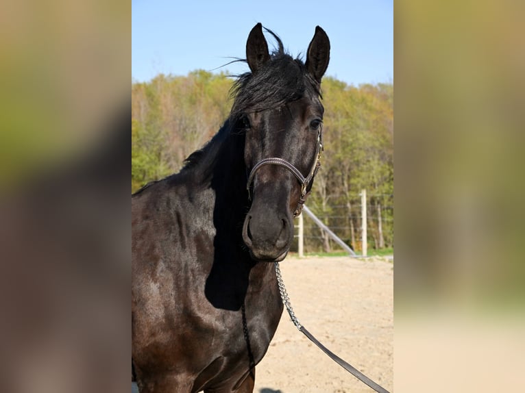 Friesian horses Gelding 4 years 15,3 hh Black in Warsaw KY