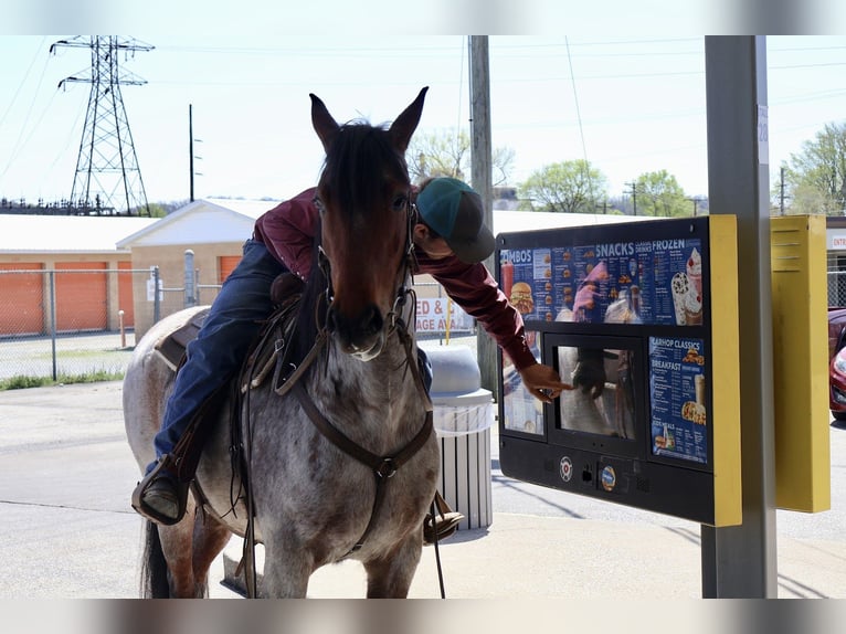 Friesian horses Mix Gelding 4 years 15,3 hh Roan-Bay in Auburn, KY