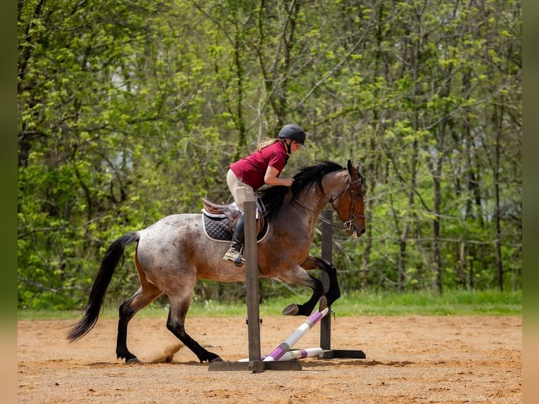 Friesian horses Mix Gelding 4 years 15,3 hh Roan-Bay in Auburn, KY