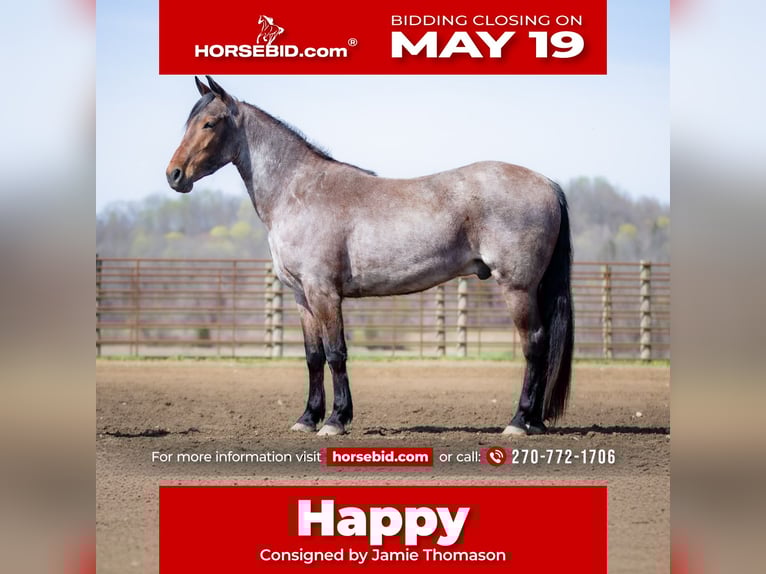 Friesian horses Mix Gelding 4 years 15,3 hh Roan-Bay in Auburn, KY