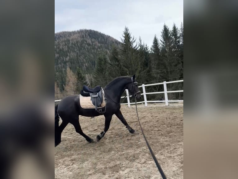 Friesian horses Gelding 4 years 16,1 hh Black in Bad Kleinkirchheim