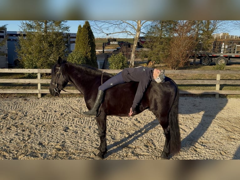 Friesian horses Mix Gelding 4 years 16.1 hh Black in Gap