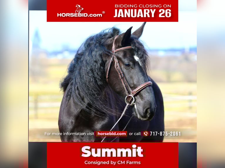 Friesian horses Mix Gelding 4 years 16.1 hh Black in Gap