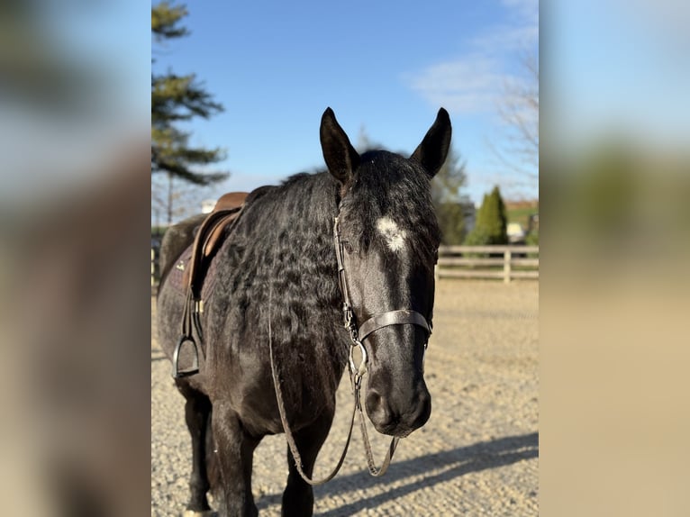 Friesian horses Mix Gelding 4 years 16.1 hh Black in Gap