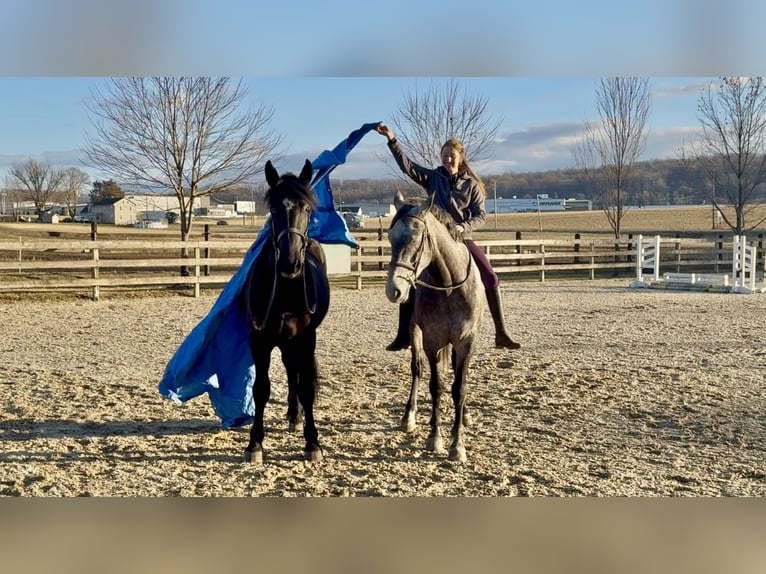 Friesian horses Mix Gelding 4 years 16.1 hh Black in Gap