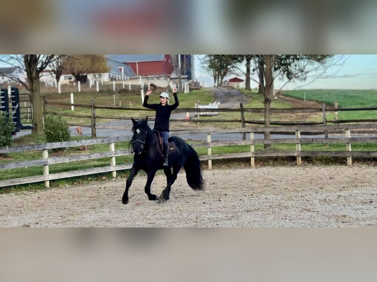 Friesian horses Mix Gelding 4 years 16.1 hh Black in Gap