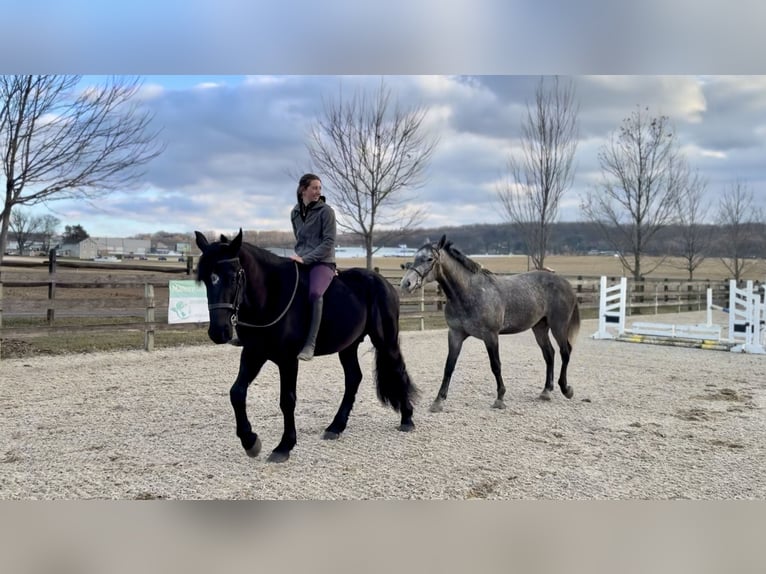 Friesian horses Mix Gelding 4 years 16.1 hh Black in Gap
