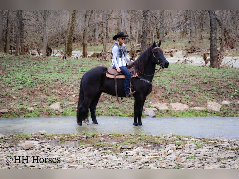 Friesian horses Gelding 4 years 16,1 hh Black in Flemingsburg KY