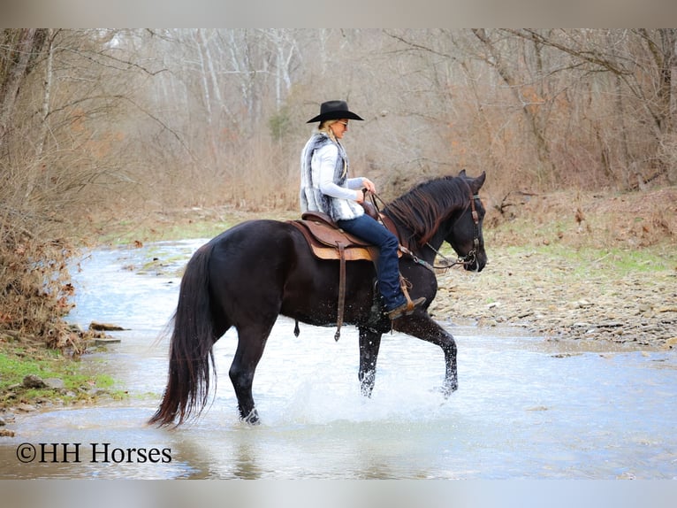 Friesian horses Gelding 4 years 16,1 hh Black in Flemingsburg KY