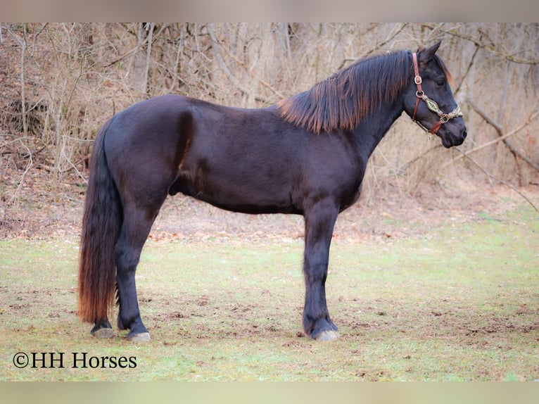 Friesian horses Gelding 4 years 16,1 hh Black in Flemingsburg KY