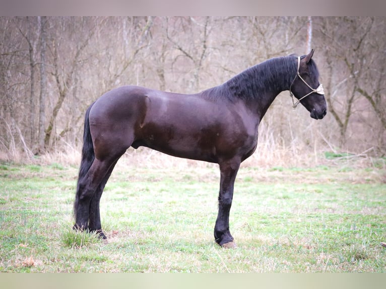 Friesian horses Gelding 4 years 16,1 hh Black in Flemmingsburg KY