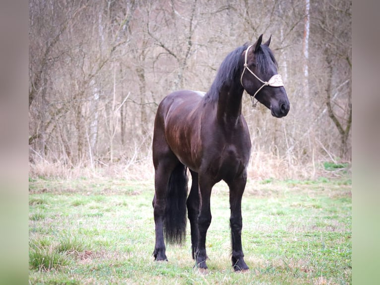 Friesian horses Gelding 4 years 16,1 hh Black in Flemmingsburg KY