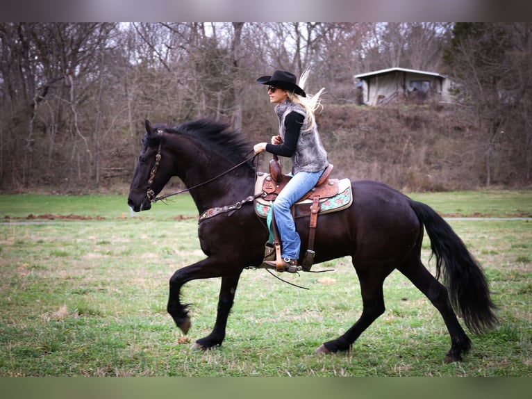 Friesian horses Gelding 4 years 16,1 hh Black in Flemmingsburg KY