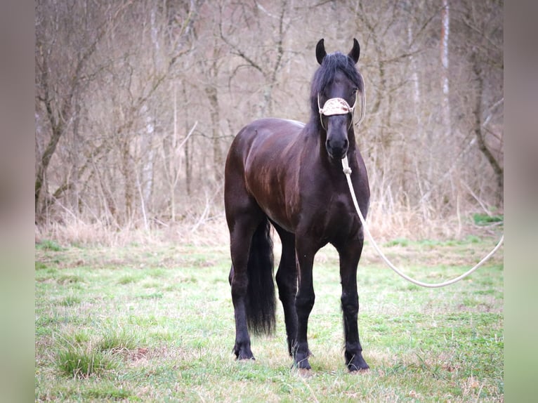 Friesian horses Gelding 4 years 16,1 hh Black in Flemmingsburg KY