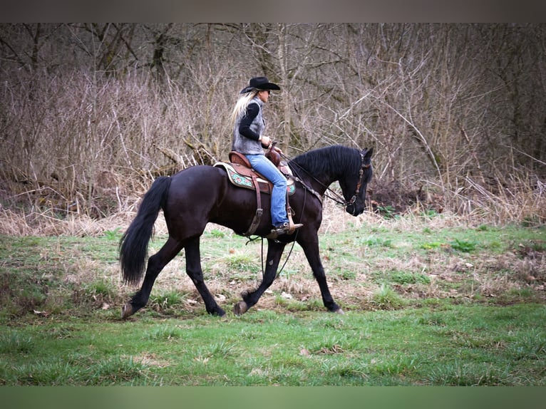 Friesian horses Gelding 4 years 16,1 hh Black in Flemmingsburg KY